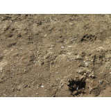 令和5年5月16日更進地区ヒグマの痕跡(糞、足跡)の画像2