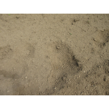 令和5年5月19日春日地区ヒグマの痕跡(足跡)の画像1