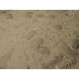 令和5年5月19日春日地区ヒグマの痕跡(足跡)の画像2