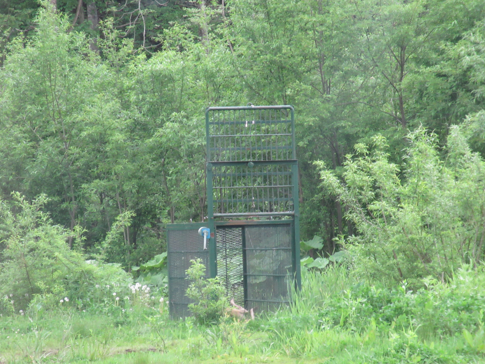 令和5年6月12日大富地区ヒグマ捕獲用の箱罠No.1設置