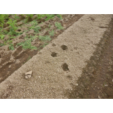 令和5年7月31日川西地区ヒグマの痕跡(足跡)の画像1