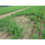 令和5年8月24日更進地区ヒグマの痕跡(食害、足跡)の画像2