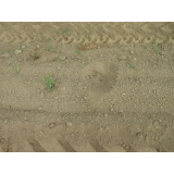 令和5年8月24日更進地区ヒグマの痕跡(食害、足跡)の画像3