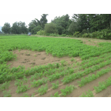 令和5年8月24日更進地区ヒグマの痕跡(食害、足跡)の画像4