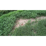 令和5年8月25日大富地区ヒグマの痕跡(食害)の画像3