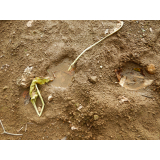 令和5年10月2日四区地区ヒグマの痕跡(食害・足跡)の画像1