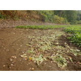 令和5年10月2日四区地区ヒグマの痕跡(食害・足跡)の画像2