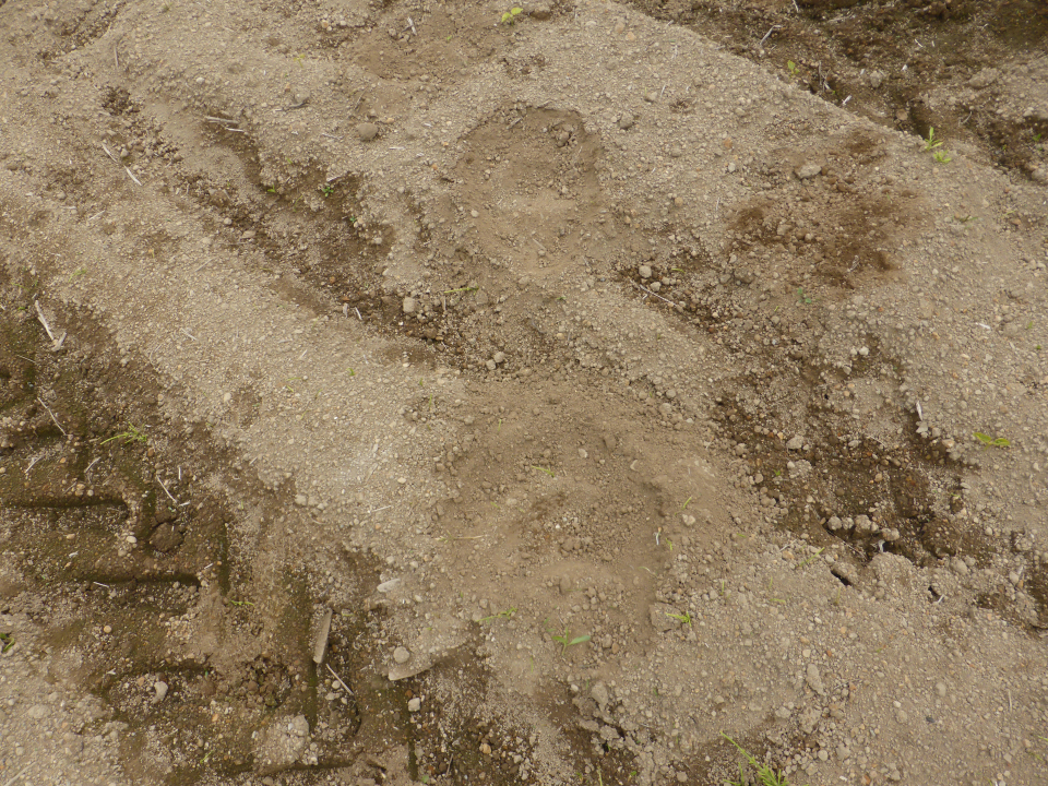 令和6年6月3日松川地区ヒグマ足跡の画像