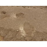 令和6年6月6日北岡地区ヒグマ足跡の画像1