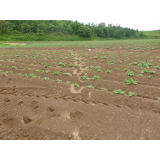 令和6年6月6日北岡地区ヒグマ足跡の画像2