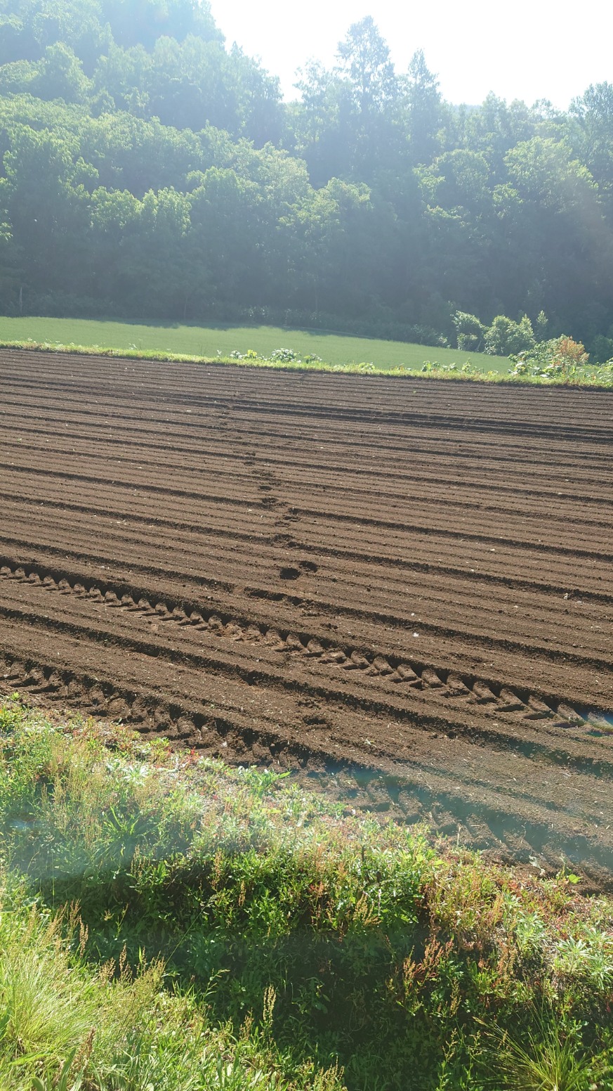 令和6年6月18日北岡地区ヒグマ足跡の画像