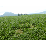 令和6年8月2日脇方地区ヒグマ痕跡（食害、足跡）の画像1