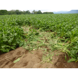 令和6年8月2日脇方地区ヒグマ痕跡（食害、足跡）の画像3