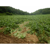 令和6年8月6日春日地区ヒグマ痕跡（食害、糞）の画像1