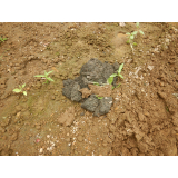 令和6年8月6日春日地区ヒグマ痕跡（食害、糞）の画像2