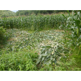 令和6年8月19日大富地区ヒグマ痕跡（食害、糞）の画像1