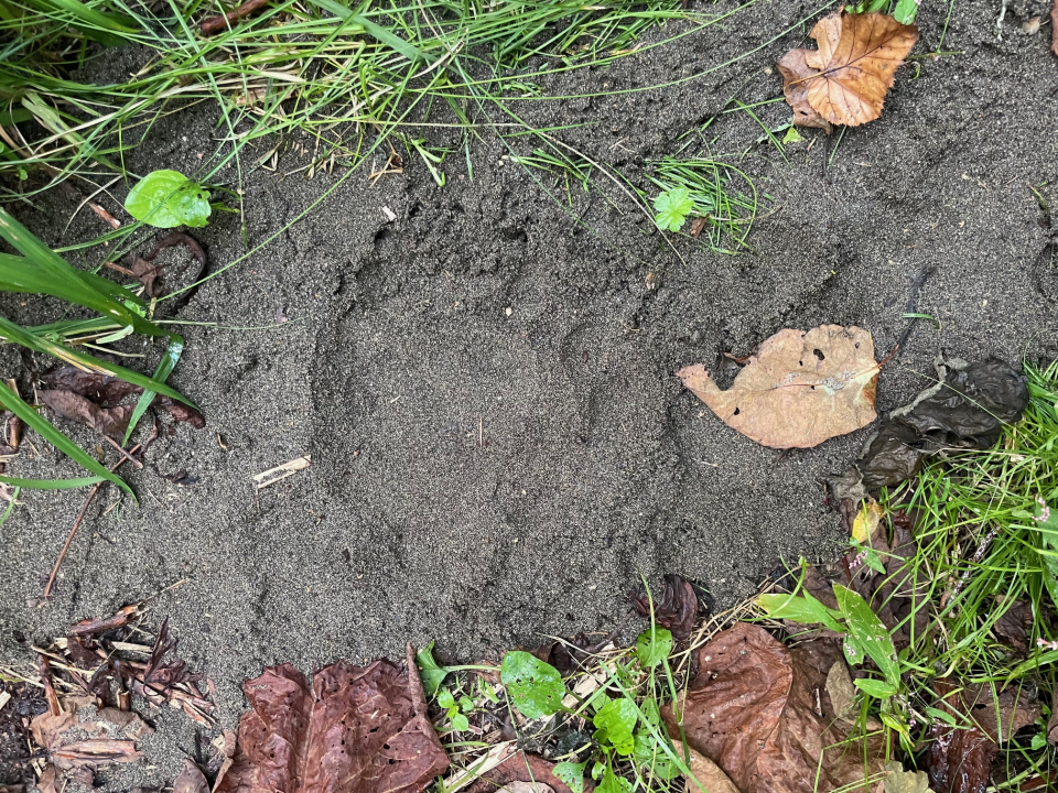 令和6年9月5日脇方地区ヒグマ痕跡（足跡）の画像