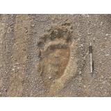 令和6年9月6日北岡地区ヒグマ痕跡（足跡）の画像1