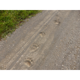 令和6年9月6日北岡地区ヒグマ痕跡（足跡）の画像2