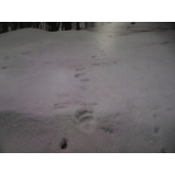 令和7年4月4日大富地区ヒグマ足跡の画像1