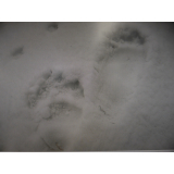 令和7年4月4日大富地区ヒグマ足跡の画像2