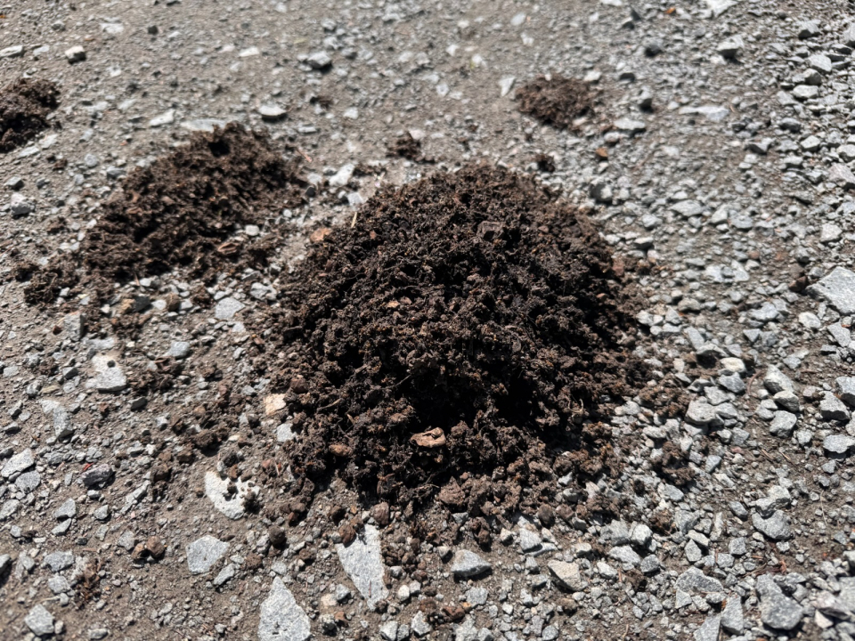 令和7年6月7日松川地区ヒグマ糞の画像