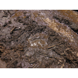 令和7年6月13日大富地区ヒグマ足跡の画像2