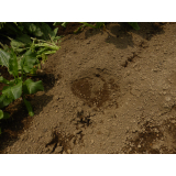 令和7年7月1日北岡地区ヒグマ痕跡の画像2