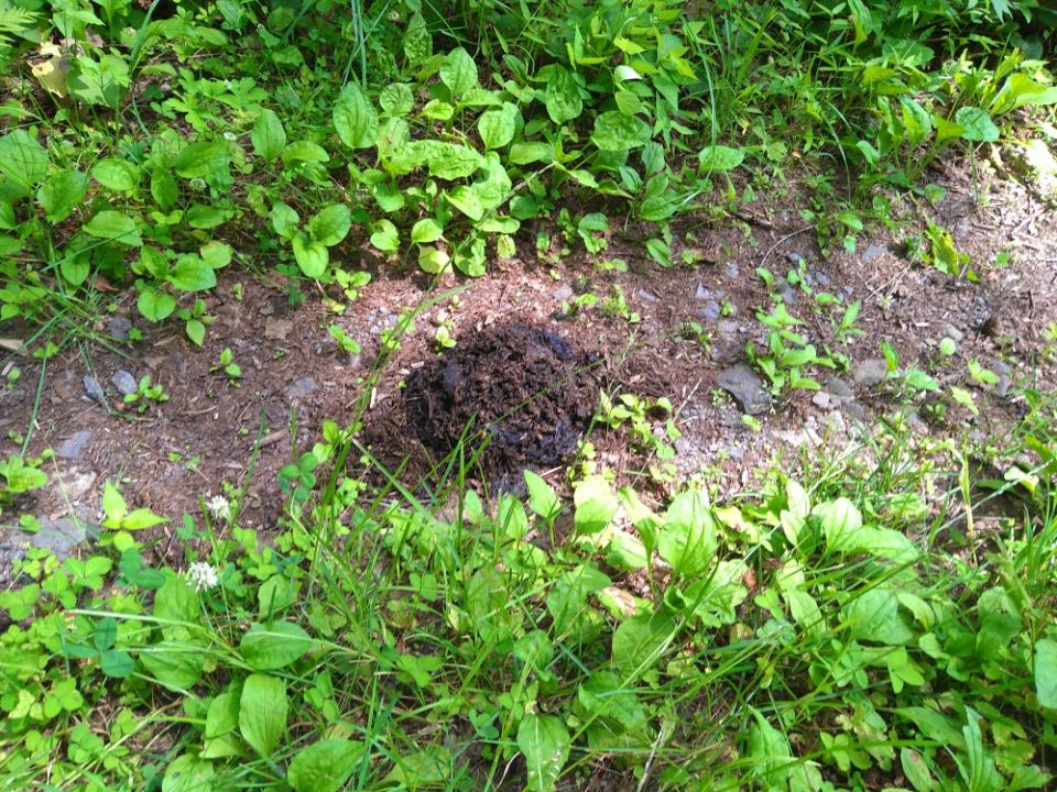 令和7年7月8日春日地区ヒグマ糞の画像