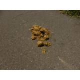 令和7年7月9日大富地区ヒグマ糞の画像2