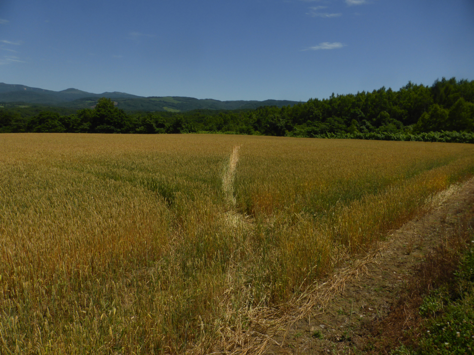 令和7年7月9日大富地区ヒグマ踏圧の画像