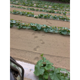 令和7年7月9日北岡地区ヒグマ足跡の画像1