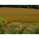 令和7年7月14日大富地区ヒグマ食害、踏圧の画像1