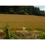 令和7年7月14日大富地区ヒグマ食害、踏圧の画像2