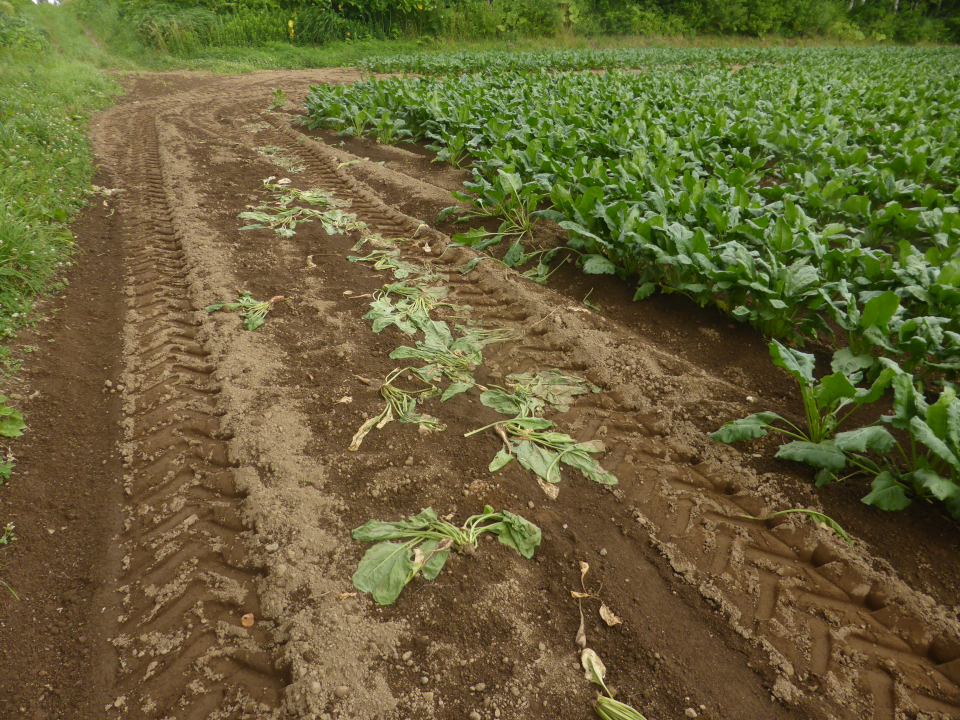 令和7年7月17日松川地区ヒグマ痕跡の画像