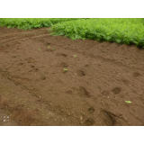 令和7年7月27日大富地区ヒグマ足跡の画像1