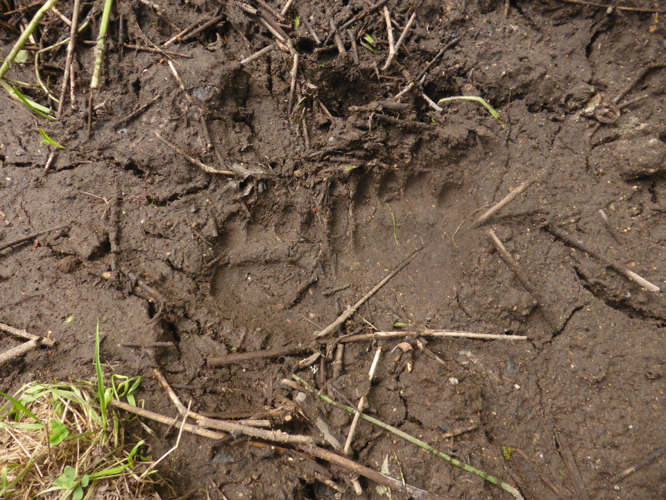 令和7年7月30日更進地区ヒグマ足跡の画像