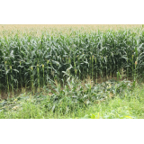 令和7年8月4日大富地区ヒグマ食害の画像1