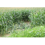 令和7年8月4日大富地区ヒグマ食害の画像2