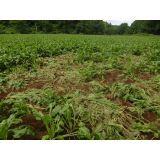 令和7年8月6日更進地区ヒグマ食害の画像2