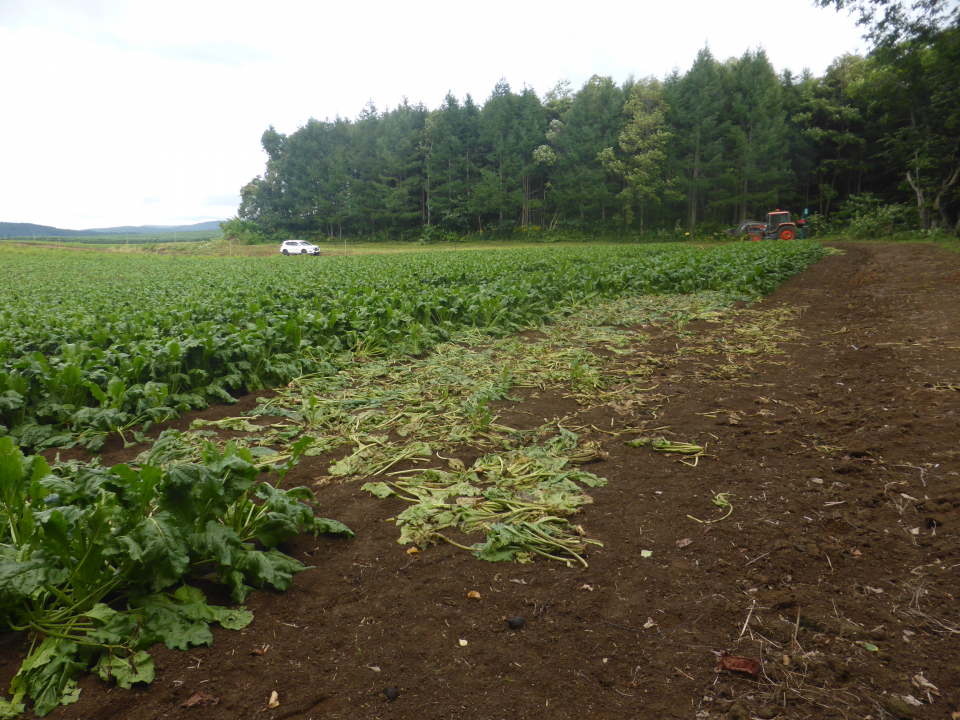 令和7年8月8日更進地区ヒグマ食害の画像