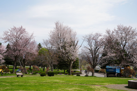 桜の様子（5月9日）の画像1