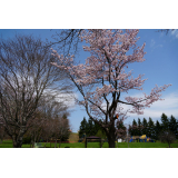 桜の様子（5月9日）の画像2