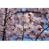 桜の様子（5月9日）の画像3