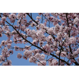 桜の様子（5月9日）の画像4