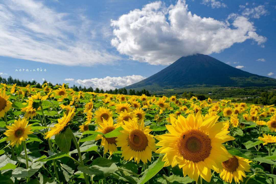 いつまでも好きな景色の画像