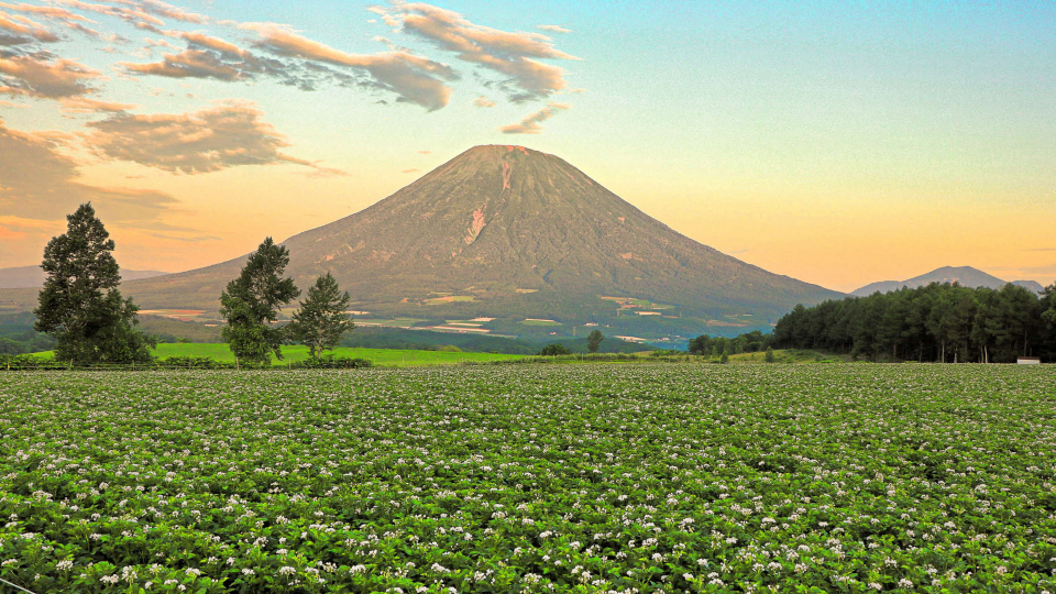 朝陽浴びての画像