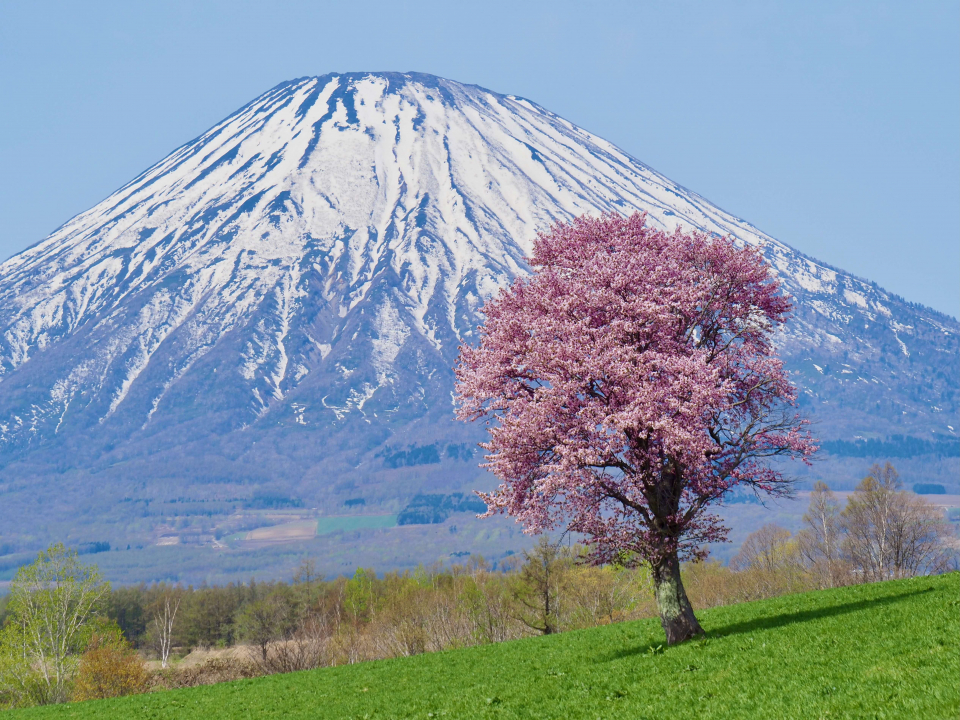 蝦夷富士と一本桜の画像