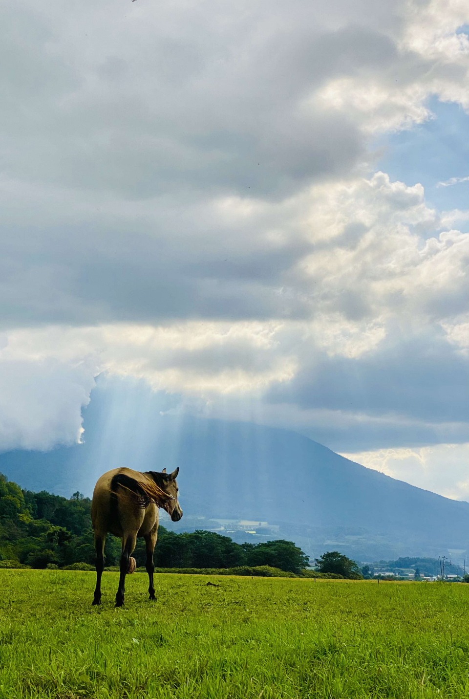 ポルチーニ!羊蹄山を眺めているのかい?の画像