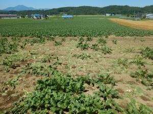 ヒグマ痕跡